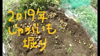 家庭菜園　2019年6月末　梅雨の合間のジャガイモ掘り