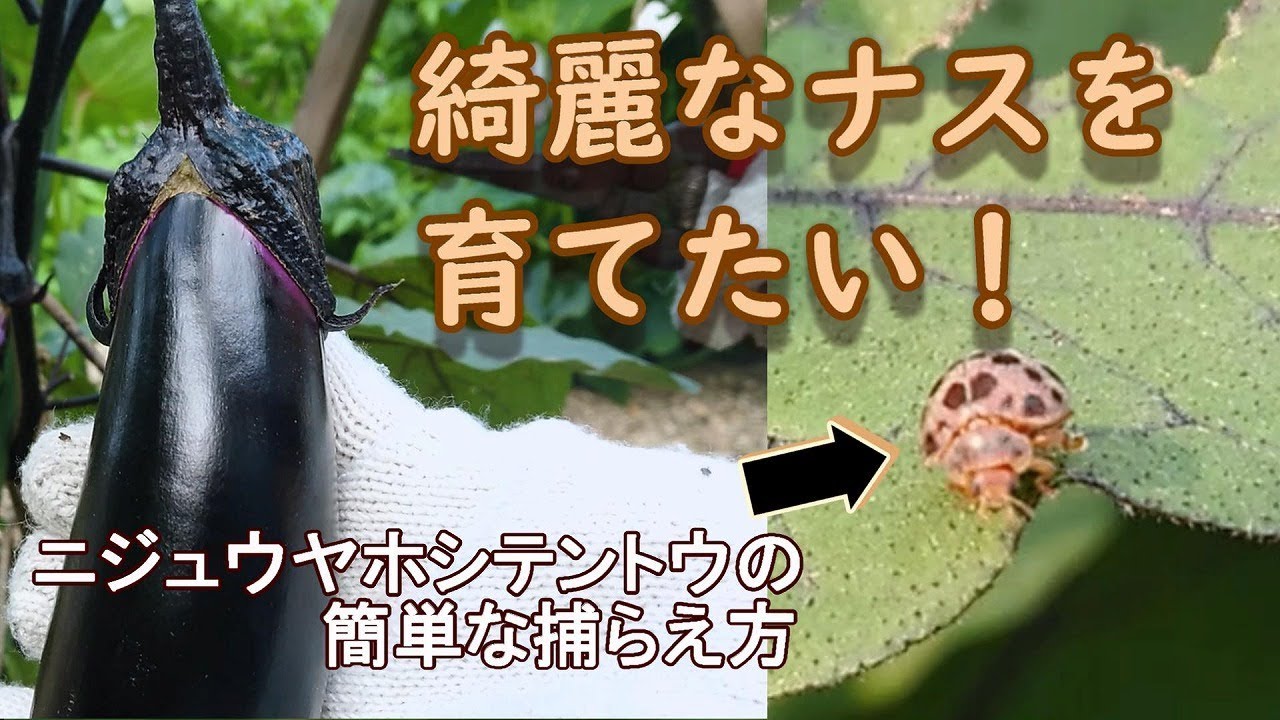 家庭菜園で綺麗なナスを育てたい！ニジュウヤホシテントウを簡単に駆除する方法