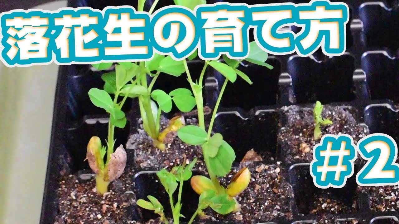 【家庭菜園】落花生の育て方