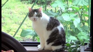 【窓辺ののらとその後の家庭菜園と庭に遊びに来る可愛い生き物たち】Cats on the Windows and Creatures Coming to the Garden