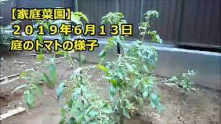 【家庭菜園】庭のトマトの様子６月１３日　Kitchen garden