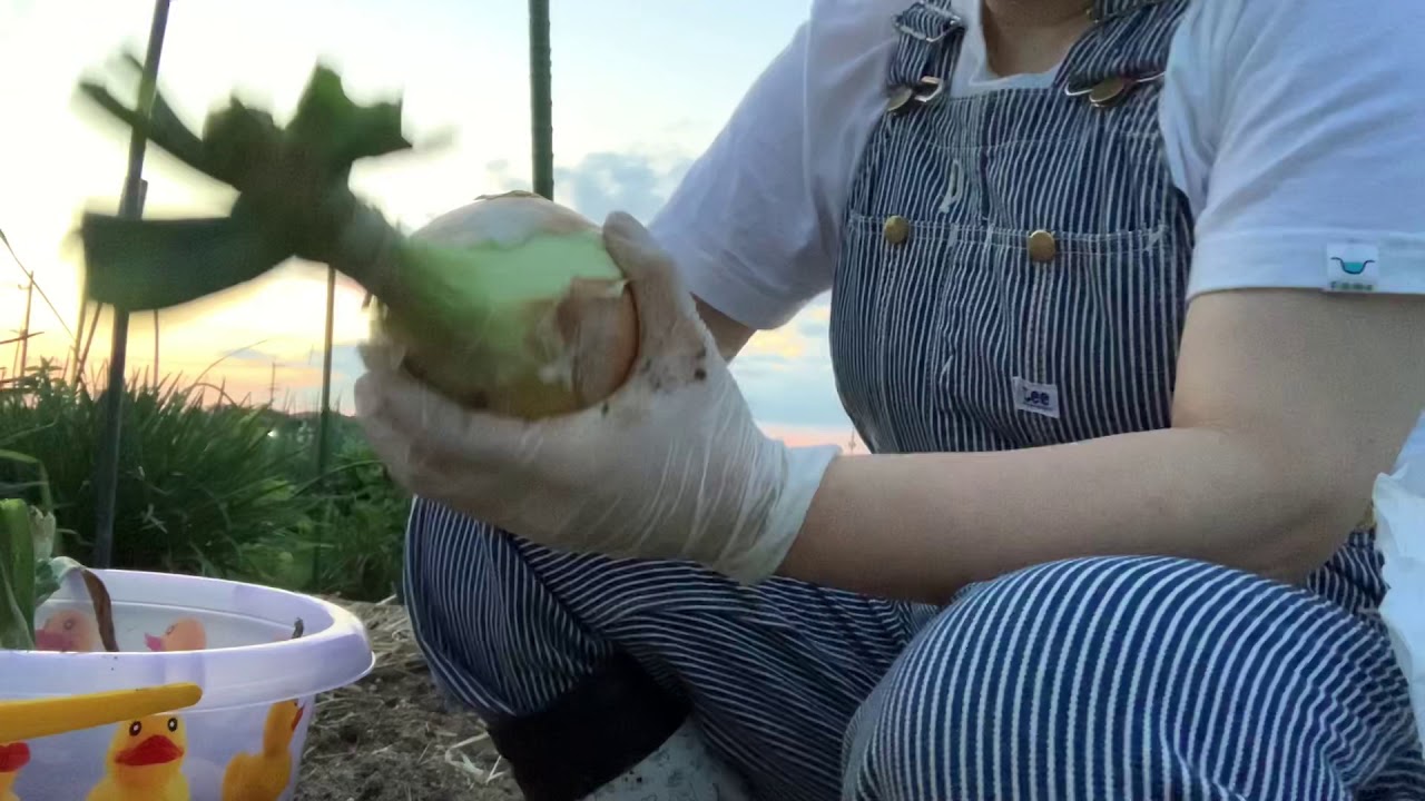 家庭菜園2019 6月 玉ねぎの皮を剥いて持って帰る。ジャガイモ人参