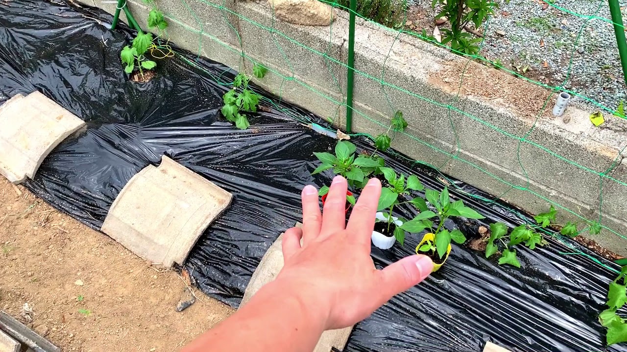 動画で家庭菜園『パプリカ栽培①（品種紹介、植え付け）ピーマンとパプリカ…栽培ポイント！違いなどをザックリ紹介(*’▽’)』2019.6.5