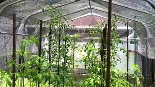 動画で家庭菜園『6月…暑過ぎるのてビニールハウス栽培中止しましたΣ(-᷅_-᷄๑)』2019.6.13