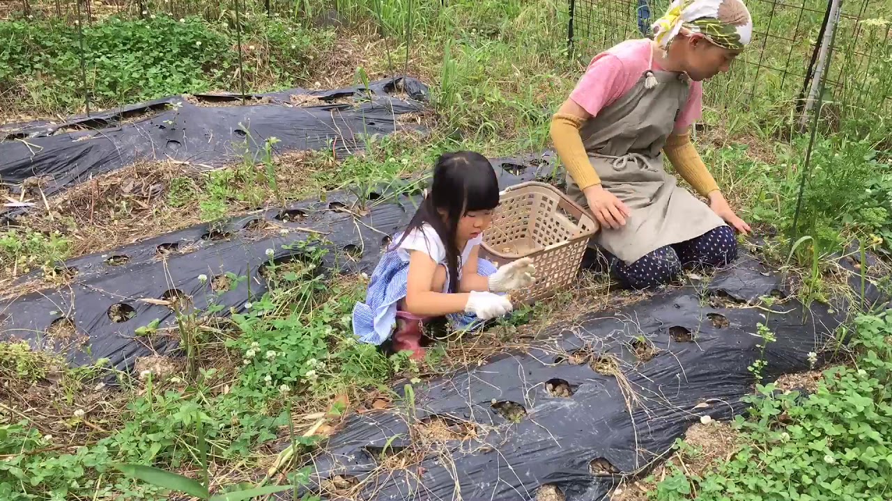 楽しい家庭菜園