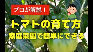 トマトを植木鉢プランターで育てる方法！家庭菜園で簡単にミニトマトも栽培できる