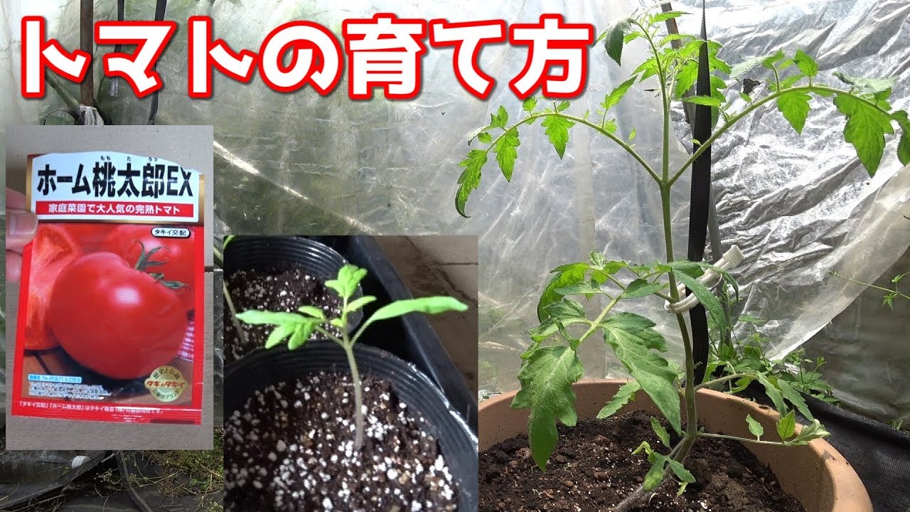 トマトの育て方(プランタ栽培）前編〔家庭菜園,苗つくり,雨よけ,4月～〕