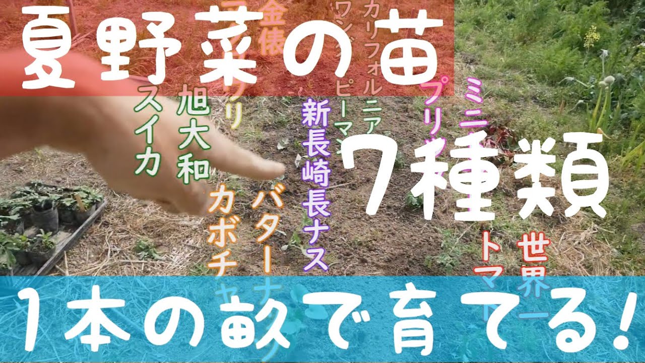 【家庭菜園実践編】③夏野菜の苗７種類を１本の畝に混植する【My畑を作ろう!】2019年4月23日