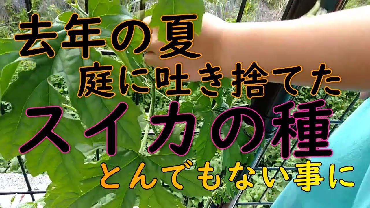 ゴーヤを植えて3週間後の様子【家庭菜園】