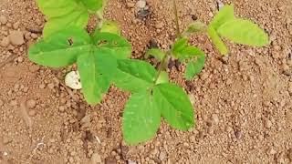 初心者の家庭菜園　枝豆の育て方　間引き　摘芯　移植の2週間後