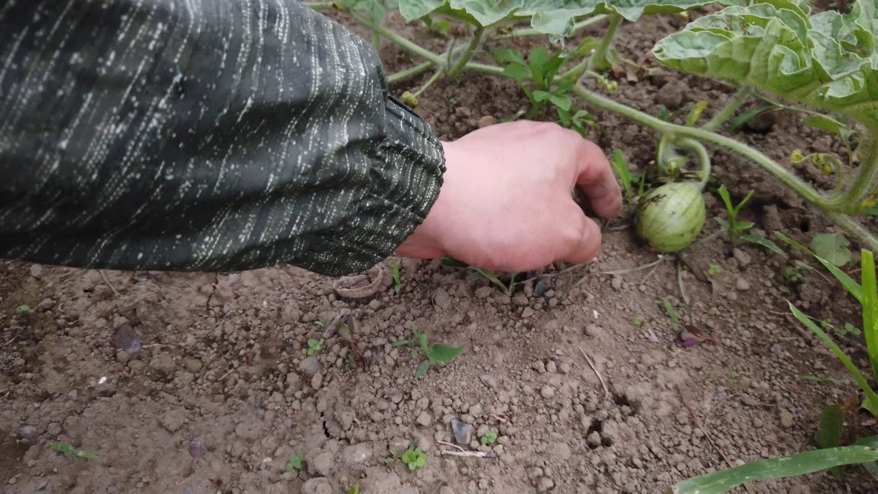 【家庭菜園】西瓜🍉。。。等着吃我的大西瓜