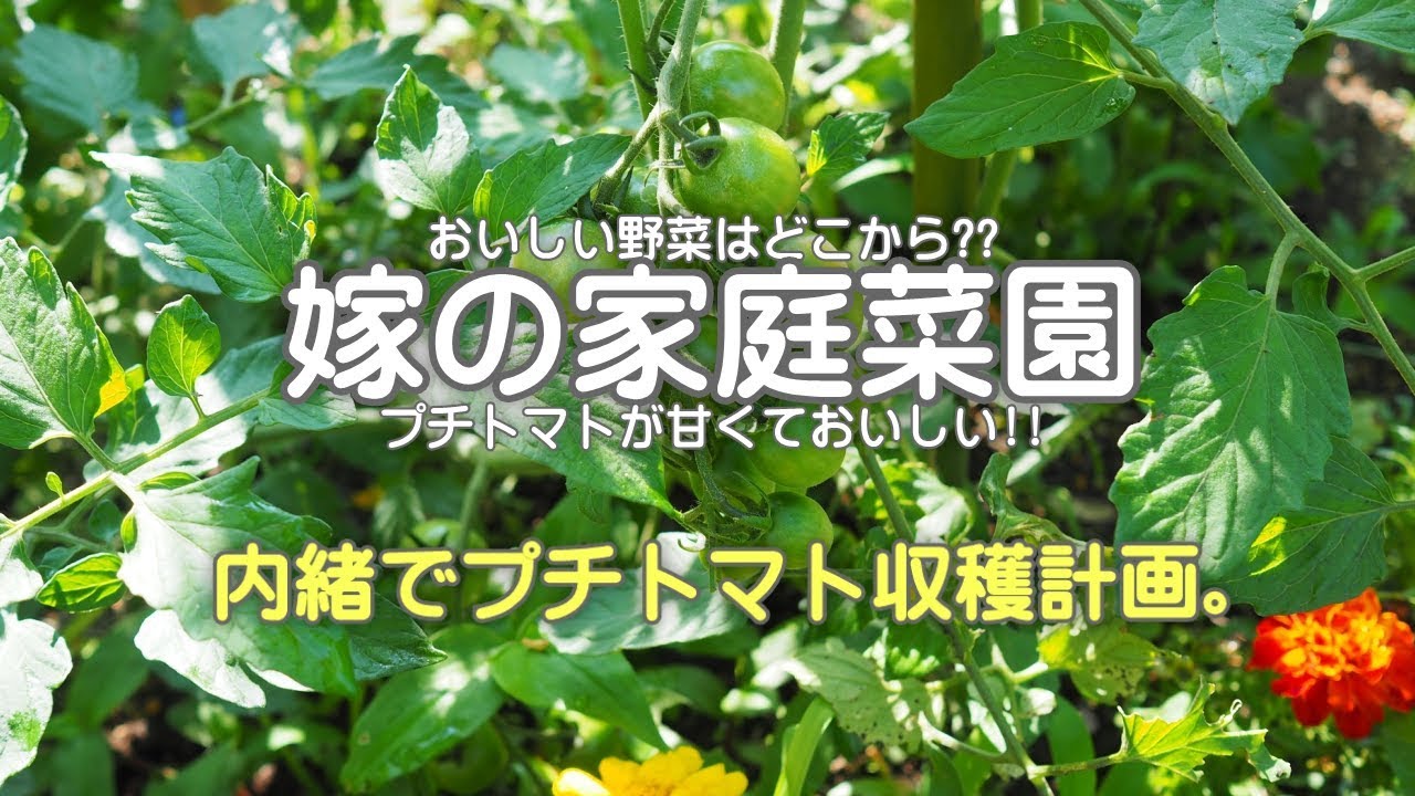 嫁の家庭菜園【内緒でプチトマト収穫計画】