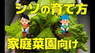 シソの育て方！家庭菜園向けプランター植木鉢での大葉栽培方法