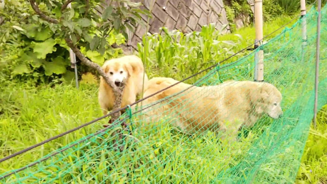 家庭菜園、朝の点検をゴールデンレトリバーと一緒に