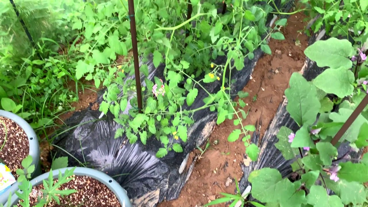 動画で家庭菜園『6月…夏野菜のビニールハウス栽培・現在の状態を紹介します(*’▽’)』2019.6.2