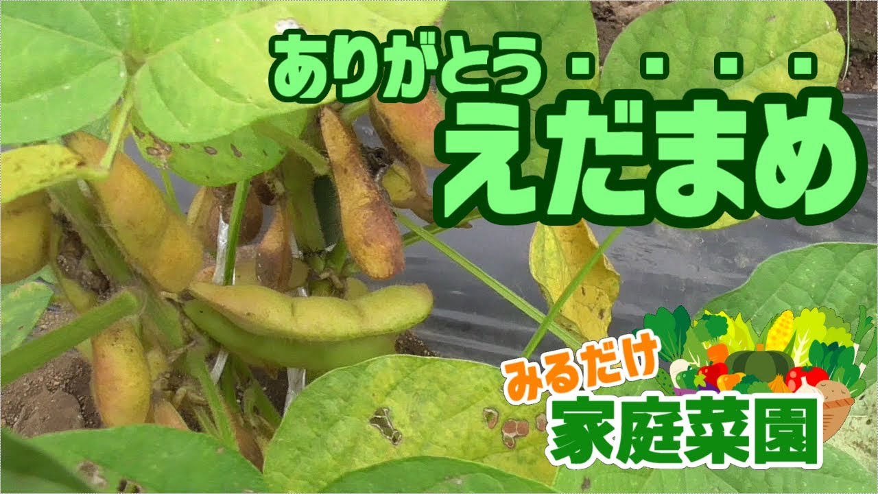 みるだけ家庭菜園・シーズン1第17回（えだまめFINAL・奇形果トマト?）