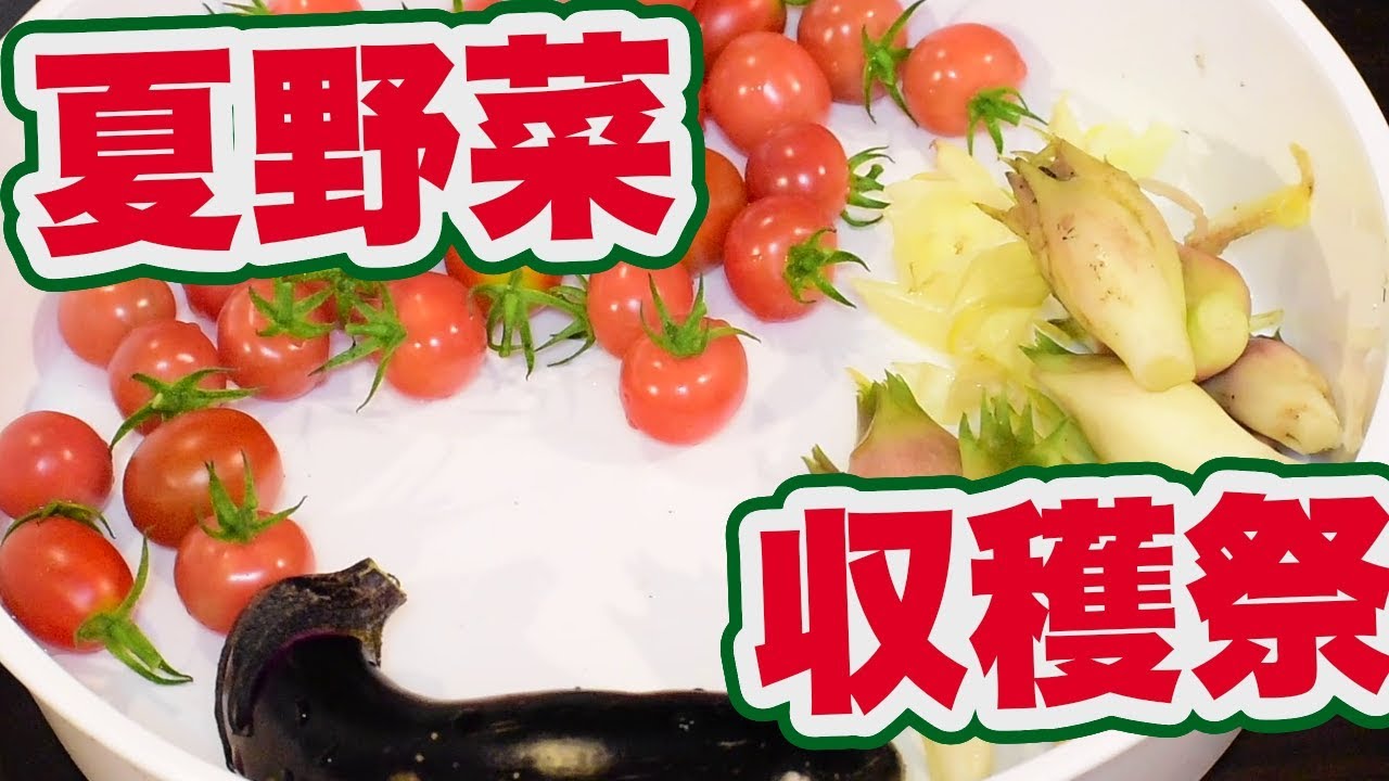 【家庭菜園】夏野菜収穫＃2