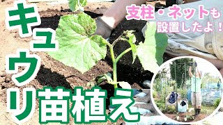 【家庭菜園】キュウリの育て方〜苗の植え付け〜♫支柱・ネットも設置したよ♫