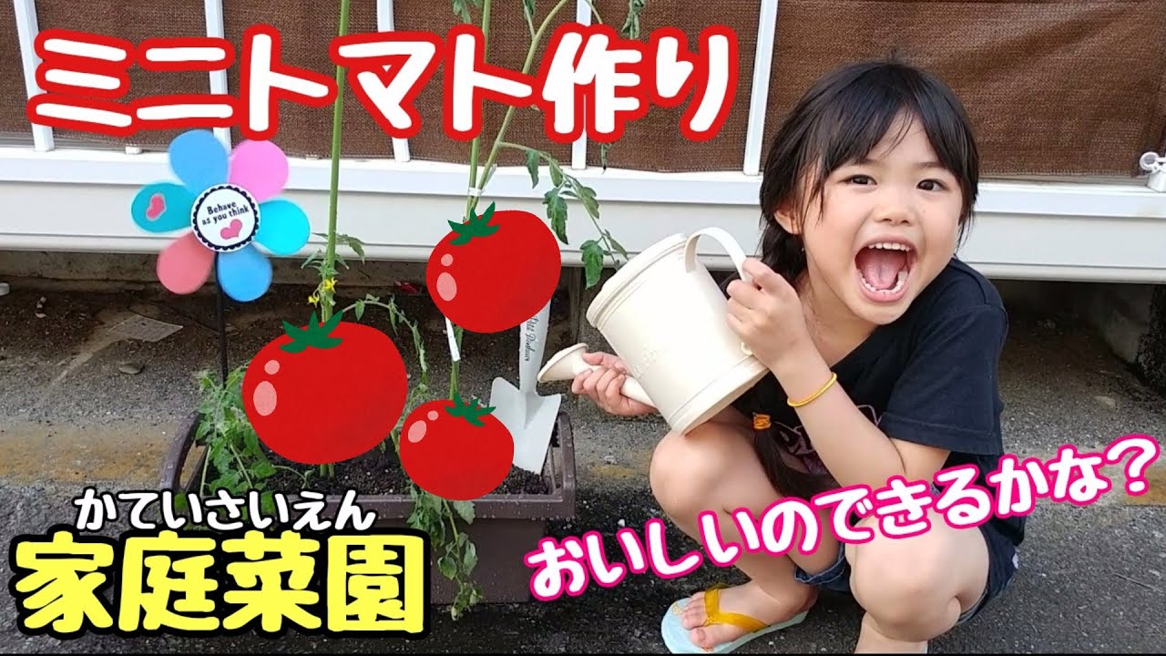 【家庭菜園】ヒカキンさんのモノマネしながらトマト作り？！w【あいちゃん】