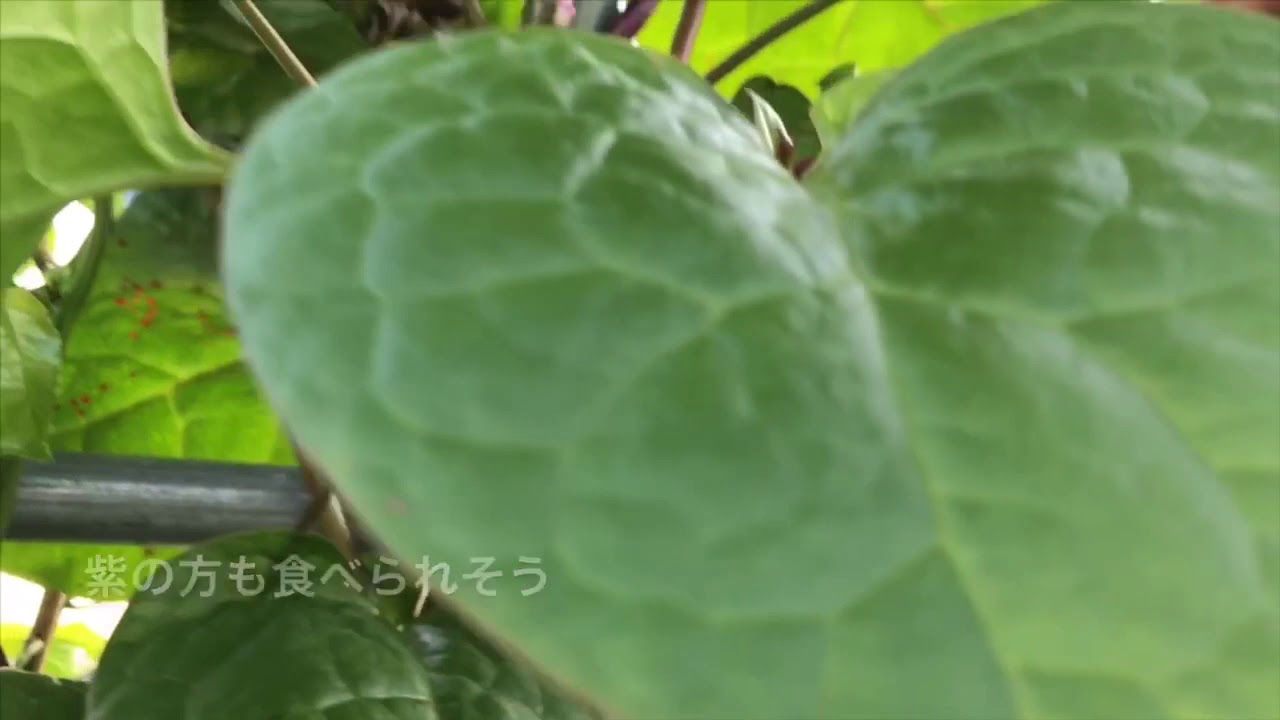 【家庭菜園】梅雨明けいきなり夏！【#65】