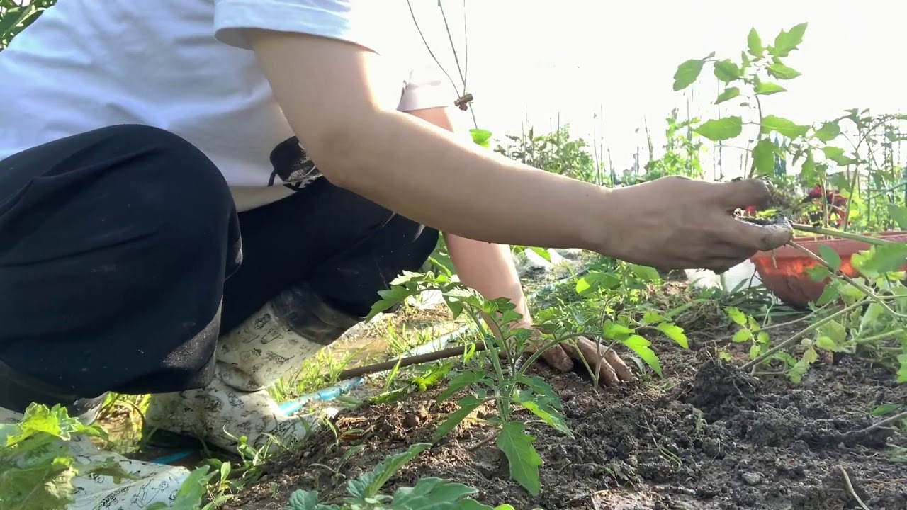 家庭菜園　種から育てたミニトマトの苗を深く穴落とし植え