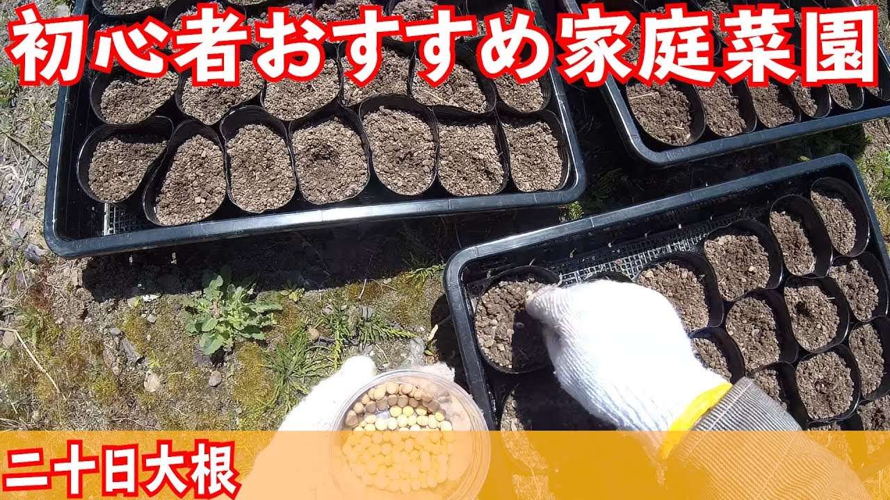 初心者おすすめの家庭菜園をご紹介します