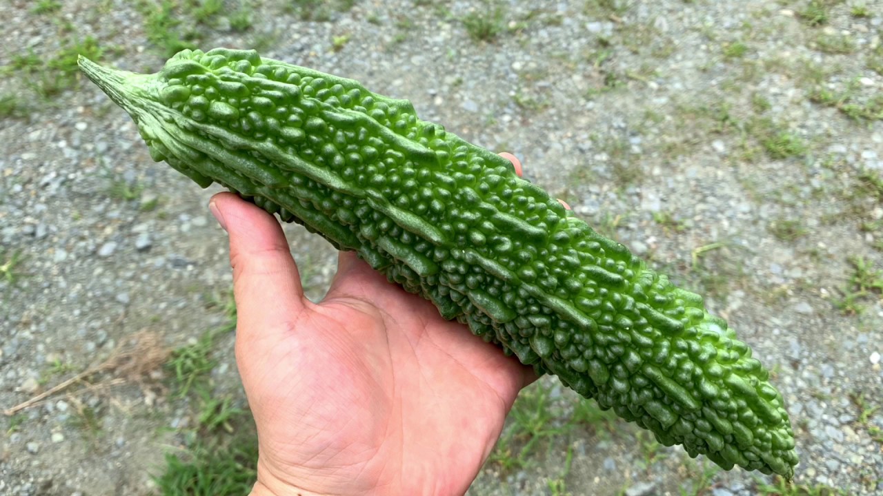 動画で家庭菜園『梅雨明け再始動！7月後半…夏野菜の栽培状況と感想(*’▽’)』2019.7.23