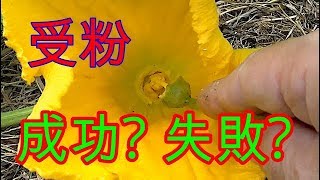 カボチャの受粉　【家庭菜園　無農薬　自給自足】