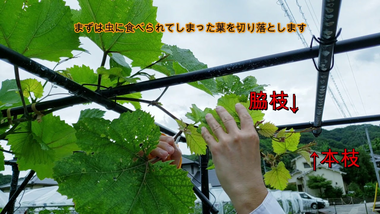 ブドウの育て方_家庭菜園シリーズ_Ver4.0　虫害からの復活　シャインマスカット・ナガノパープル・ベリーA等、栽培基礎知識をわかりやすく解説。グリーンカーテン風に枝葉を延ばします。