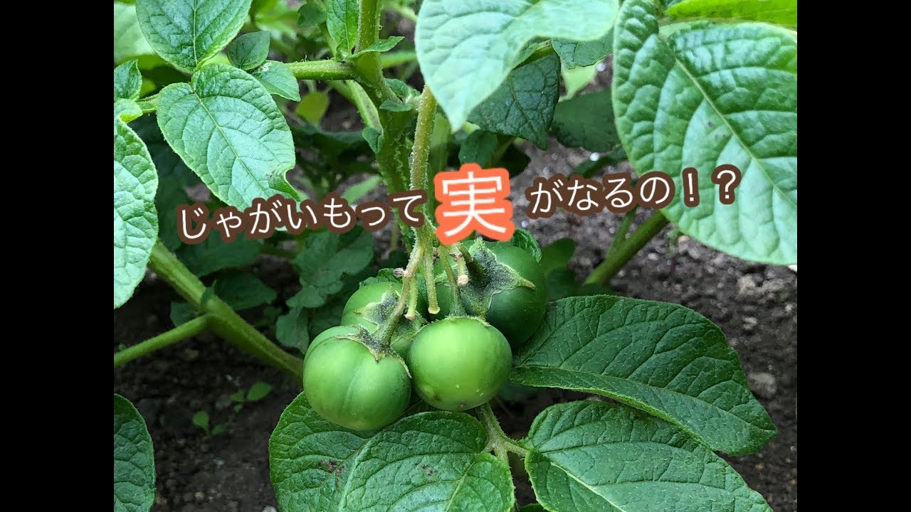 【じゃがいもって実がなるの！？】家庭菜園にて