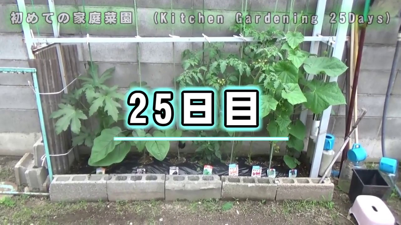 初めての家庭菜園　25日目　いぼありキュウリの実が・・　（Kitchen gardening 25Days）