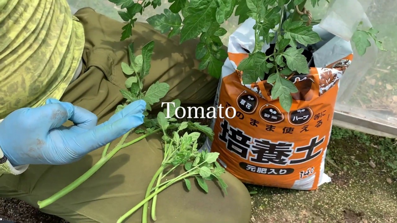 畑がなくても野菜が作れる 夏野菜