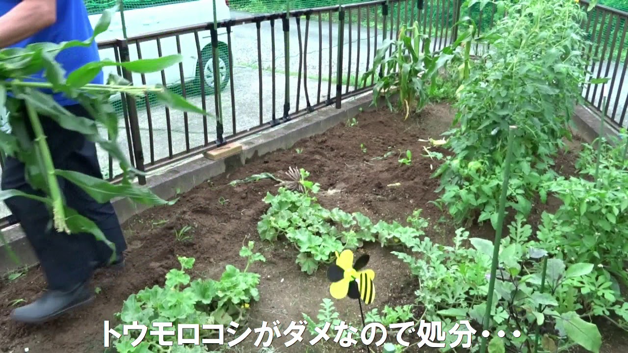 3年目の家庭菜園⑪トウモロコシ全滅・・・