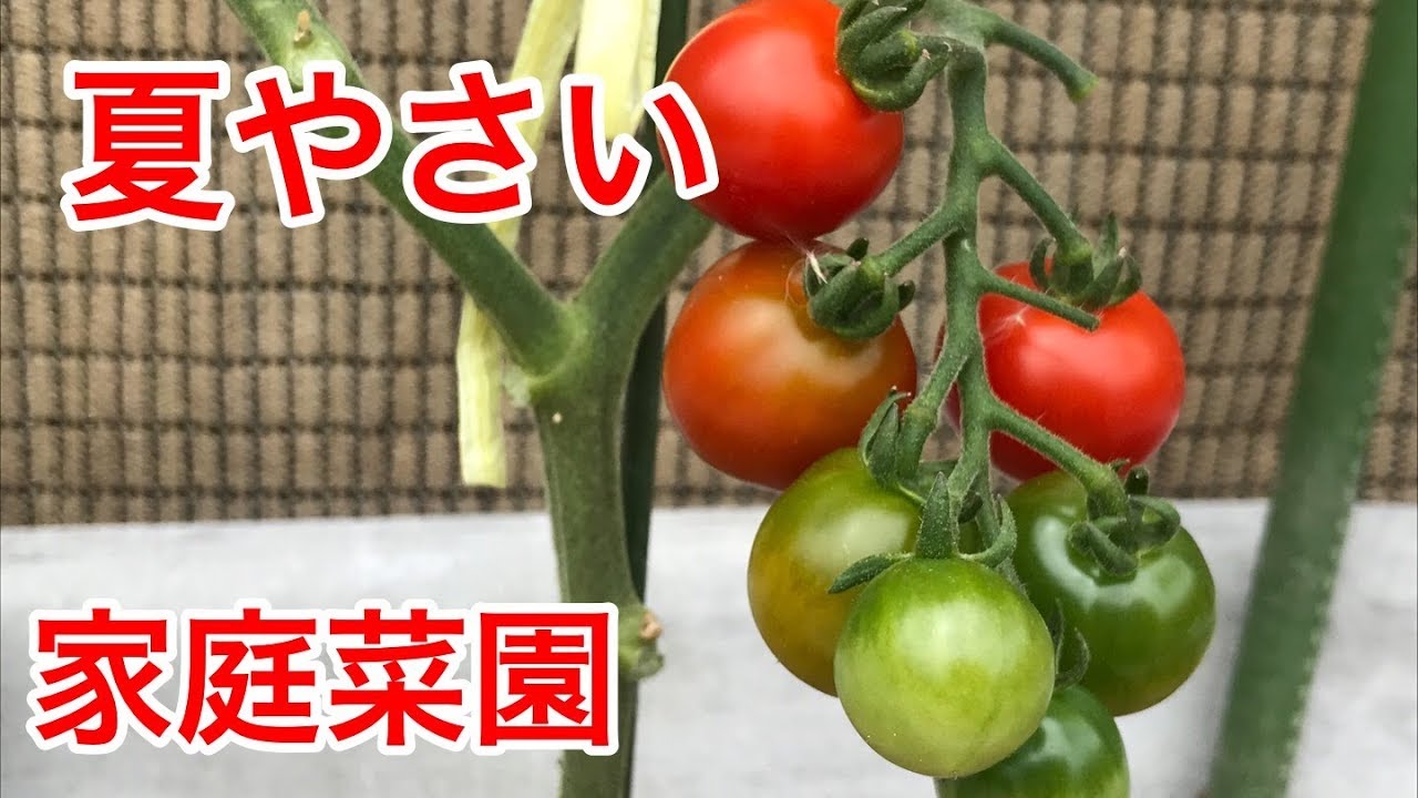 夏やさい 栽培状況 【家庭菜園だより】vegetable