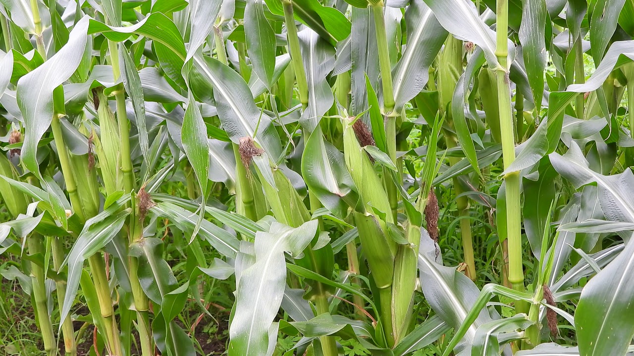 トウモロコシ　家庭菜園