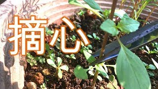 【剪定・天日干し】ホーリーバジル【家庭菜園】