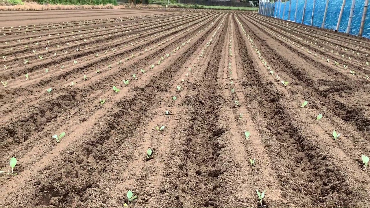 秋冬野菜の雑草対策 19/8/27