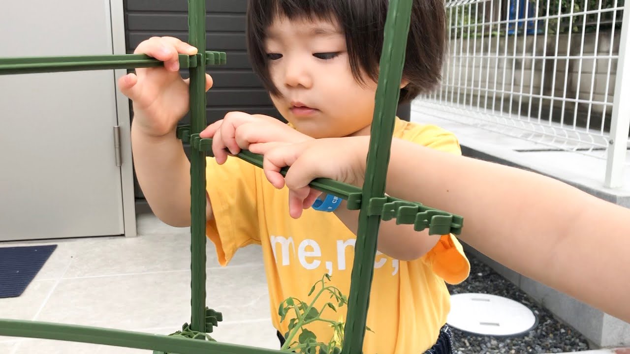 ３歳児と１歳児の家庭菜園風景♪【夏休みの宿題風】【トマト成長日記】