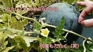 【家庭菜園 大玉スイカ】2019.8.11二番果を収穫してみたんですけど…