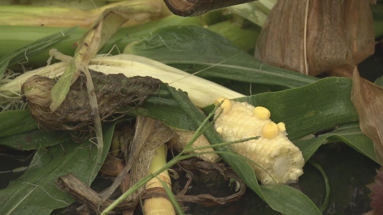 クマが家庭菜園を食い荒らす！今度は札幌市西区で…住民も不安【HTBニュース】