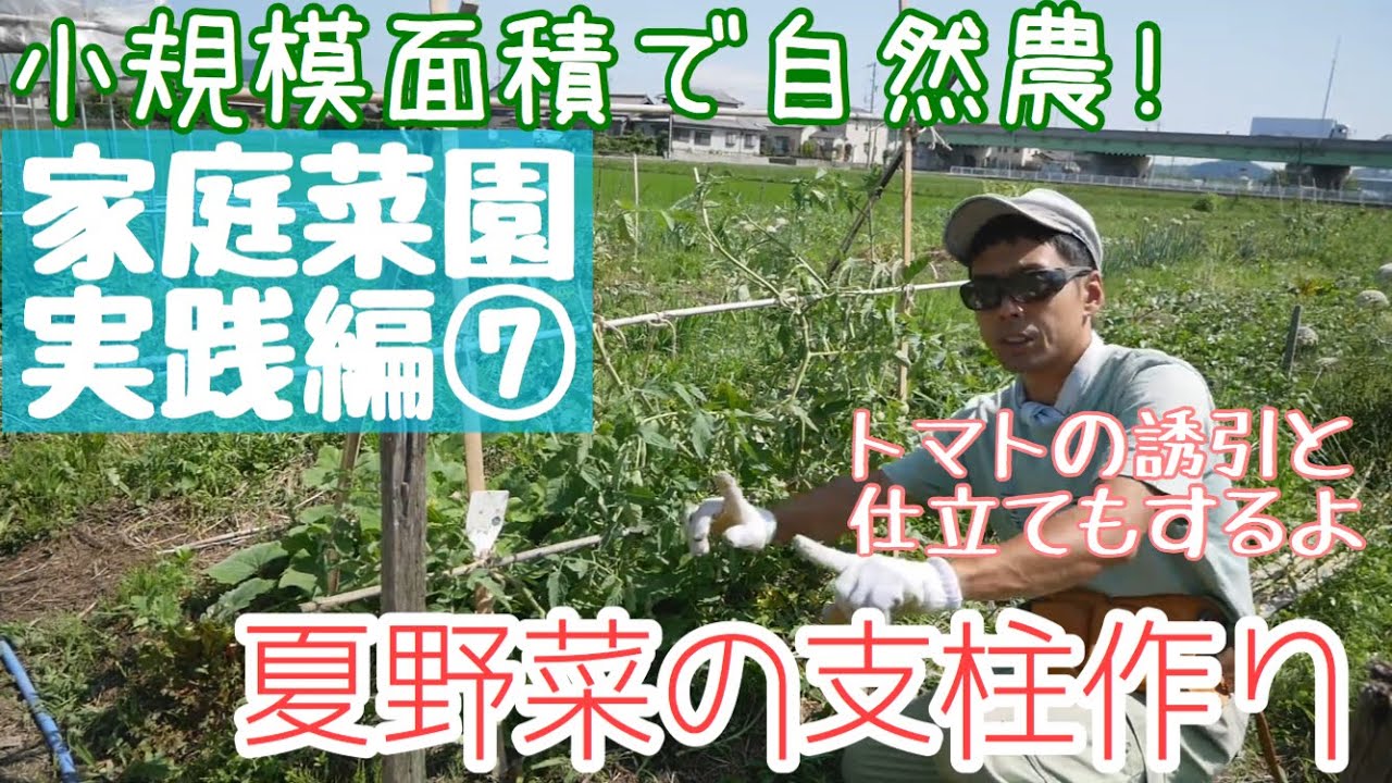 Ｍy畑を作ろう!⑦夏野菜の支柱作り･トマトの誘引と仕立てについて【家庭菜園実践編】2019年6月6-13日