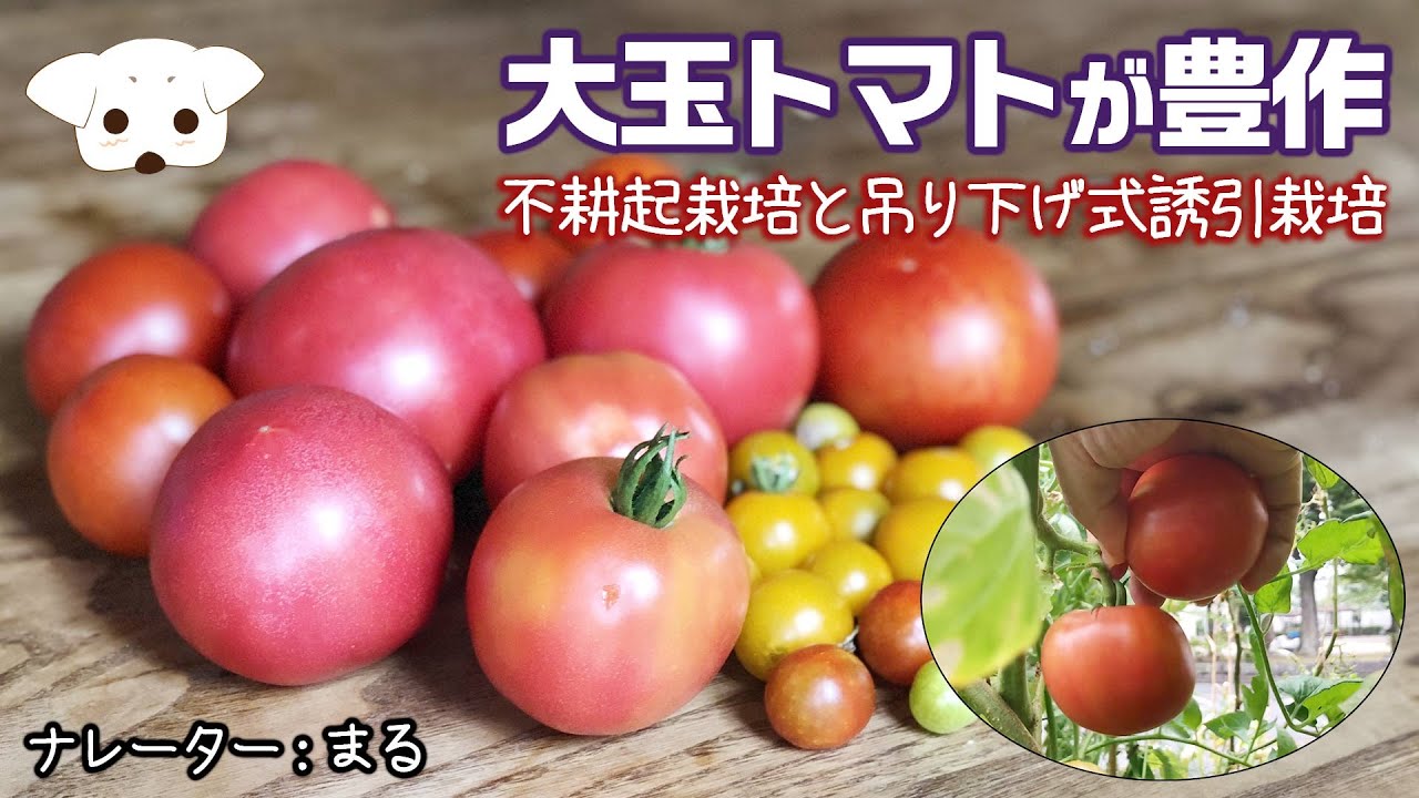 大玉トマトが豊作！夏の家庭菜園大公開！　－　吊り下げ式の誘引栽培とハーブや野菜・草花との混植で元気に成長！