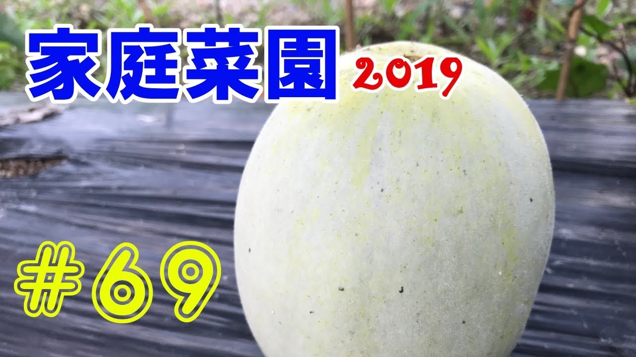 【家庭菜園】プリンスメロンの収穫【#69】