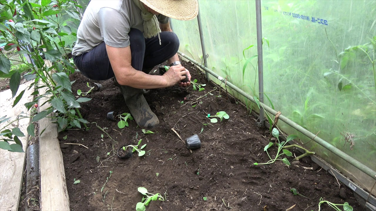 菜園だより190821秋野菜植え