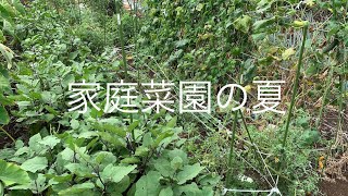 家庭菜園の秋冬作の準備と夏野菜の名残り 19/8/18