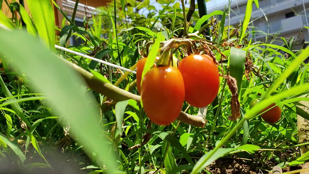 ミニトマト収穫/家庭菜園ママファーム