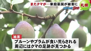 札幌にまたクマ 家庭菜園のプルーンなど食い荒らす 北広島にも出没 (19/08/22 17:25)