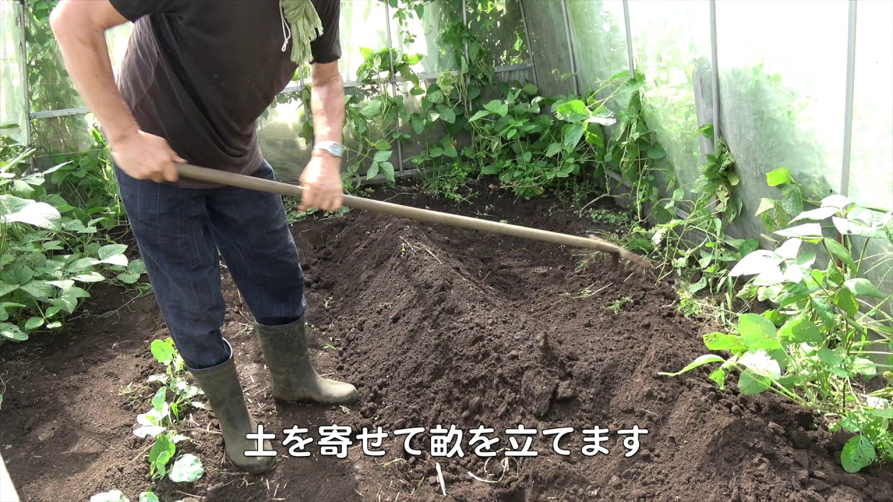 菜園だより190824スイカ→ダイコン