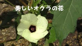 美しすぎるオクラの花「夏野菜」家庭菜園