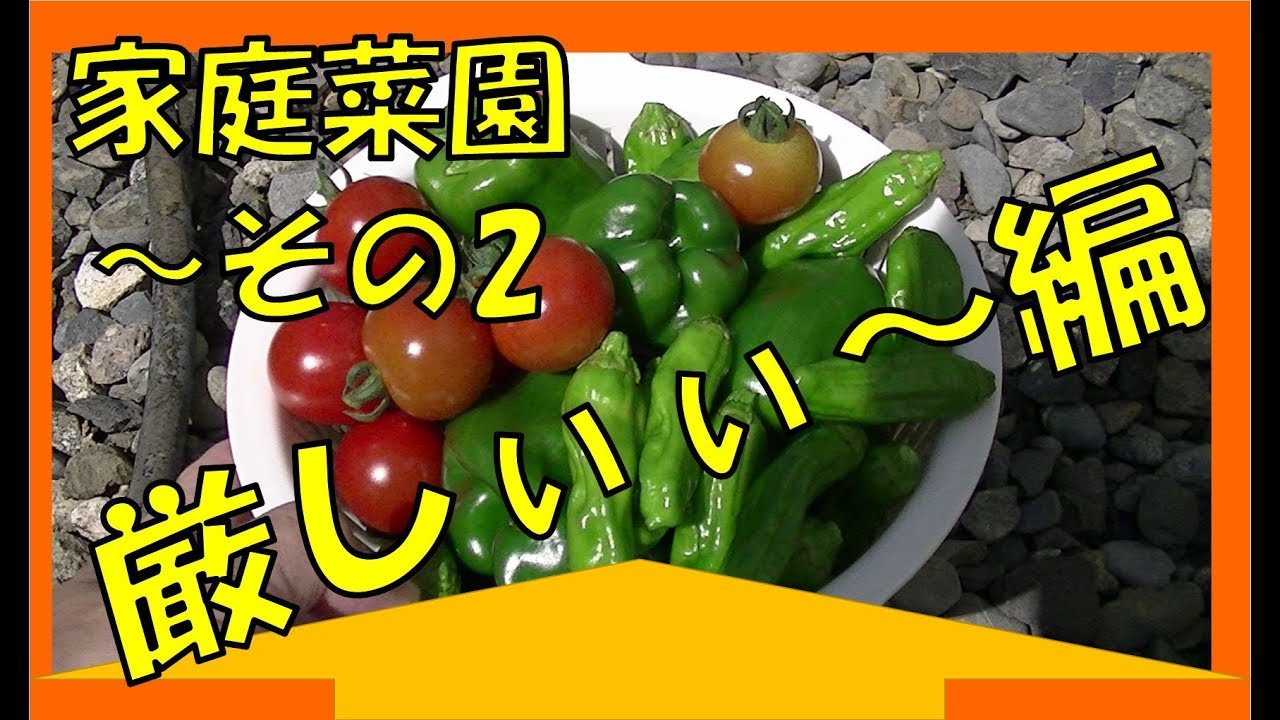 我が家の家庭菜園事情　その2～厳しぃぃ～編